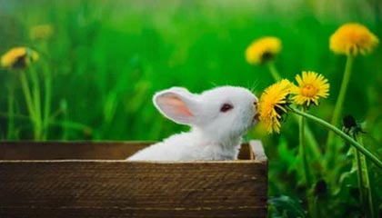 开云官方网页登录-中国足球“两步走”战略实现初步成效,中国足球之路